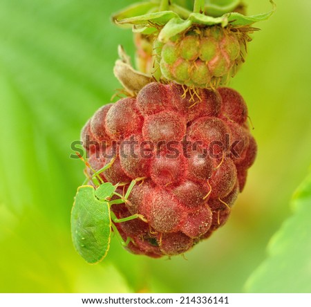The green stink bug or green soldier bug on red raspberry