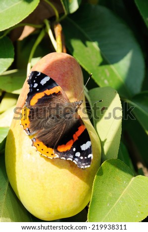 Red admiral butterfly with open wings on ripe pear