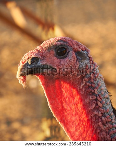 Close-up photo of adult turkey cock head