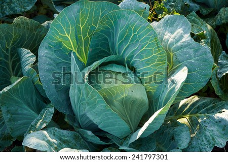 Sun shines through leaves of cabbage with drops of cool morning dew