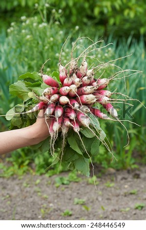 woman hand holding a bunch of long radish