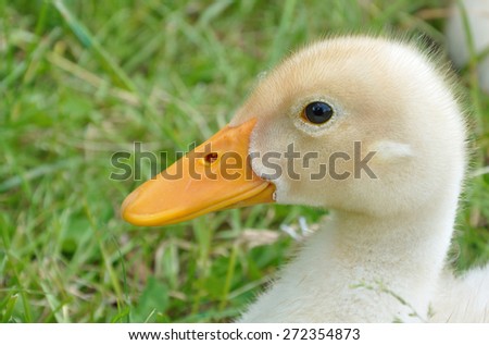 head of duckling seating in the grass close-up