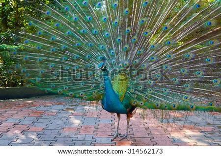 Peacock with big beautiful colorful tail opened
