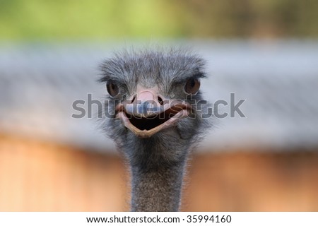 Ostrich head with surprised face expression