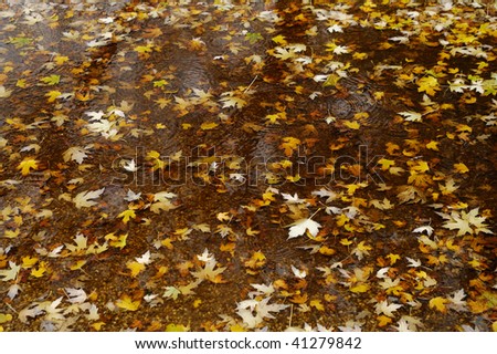 Yellow maple leaves in a puddle