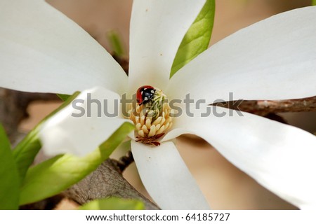Ladybird in open white magnolia flower