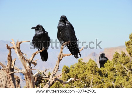 three big crows sitting on the juniper branch and mountains far behind