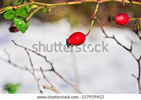 Fruits of a dog rose in winter mountain.