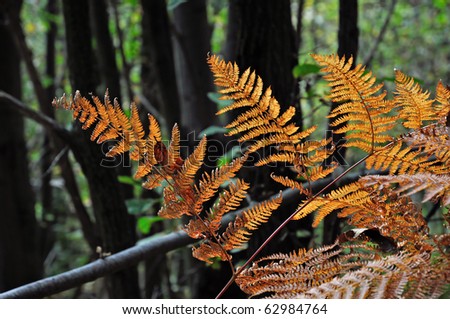 golden ferns with the forest on background. focus on the foreground.