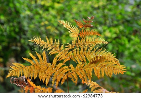 fern with the forest on background. focus on the foreground.