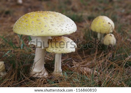 Amanita mushroom species known as Eastern Yellow Fly Agaric under pine trees.