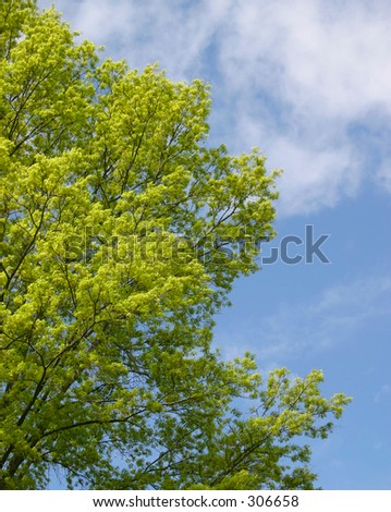 Spring Oak tree and blue sky.