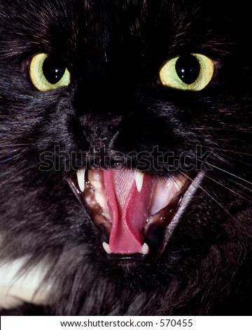 Angry black cat hisses at its caretaker. Cat was not harmed, merely hated everyone but its owner.