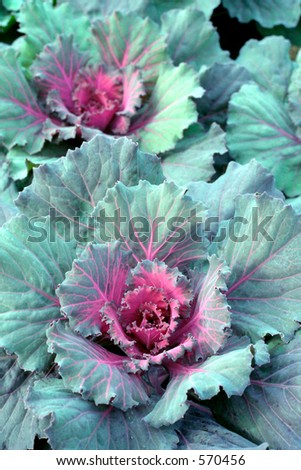 Green and red fall harvest cabbage.