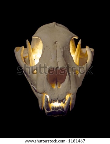 Puma Skull