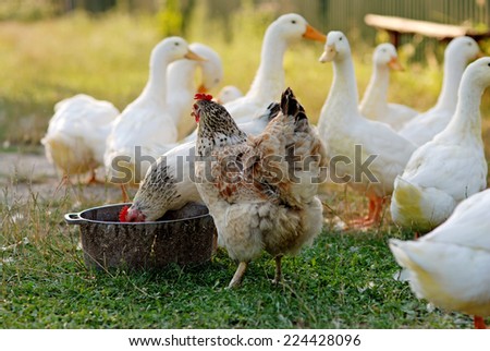 Eating geese and chicken on the farm