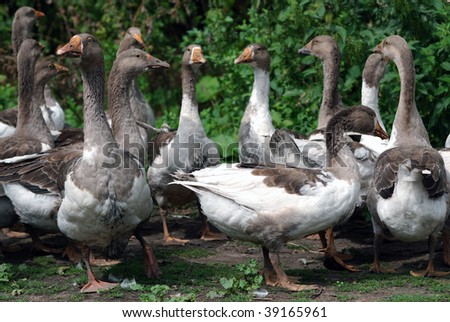 Meeting of geese community