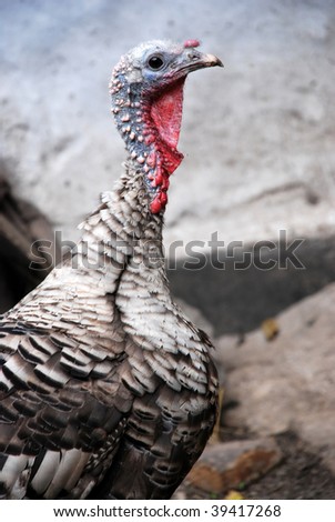 Portrait of turkey bird