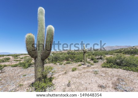 Cactus On The Colourful Valley Of Quebrada De Humahuaca In Jujuy Province, Northern Argentina.