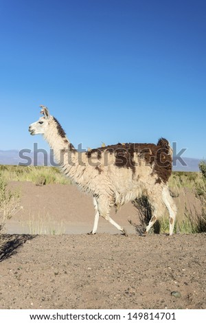 Llama in Salinas Grandes salt flats in Jujuy province, northern Argentina.