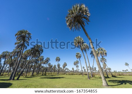 Yatay Palms (Syagrus Yatay) on El Palmar National Park, one of Argentina's national parks, located on the center-west of the province of Entre Rios, between the cities of Colon and Concordia.