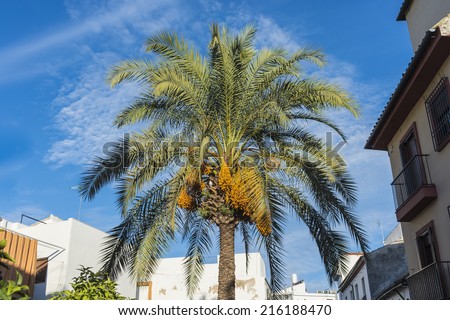 Palm Tree in the streets of Cordoba, Andalusia, Spain.