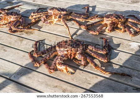 King crab, also called stone crab, part of the superfamily of crab-like decapod crustaceans caught in Norwegian waters.