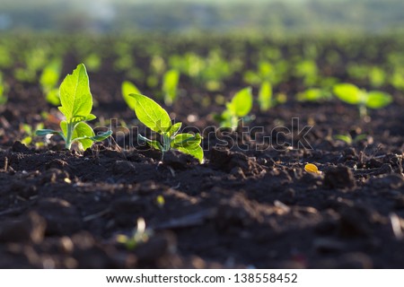 Crops planted in rich soil get ripe under the sun fast