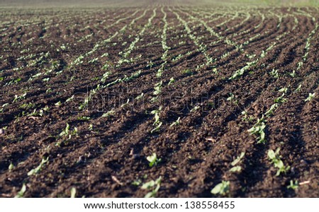Crops planted in rich soil get ripe under the sun fast