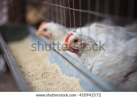 Close up of domestic hen or chicken in hen house eating food in feeder. This farm birds are good source of meat and eggs. Macro photo, no models