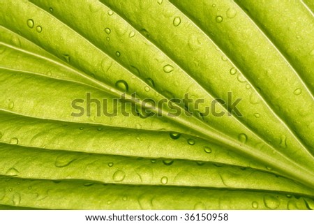detail of green leaf with water drops in back light