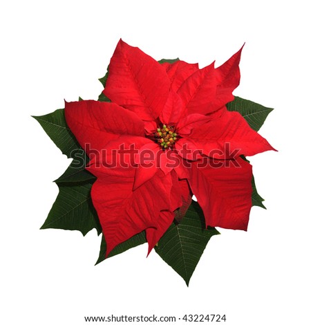 Christmas Flowers on Christmas Flower   Euphorbia Pulcherima   Isolated On The White
