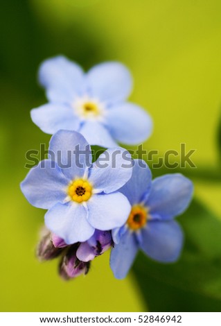 forget-me-not, macro