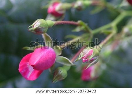 mini rose - macro