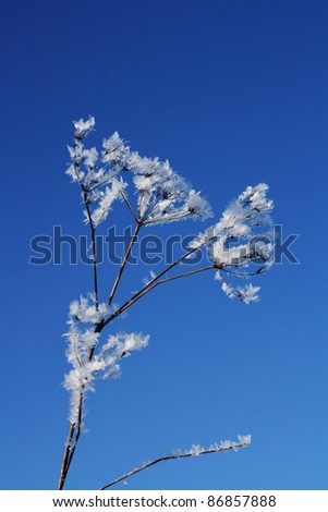 Frost plant in front of blue sky background