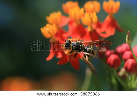 Yellow jacket that landed on a flower