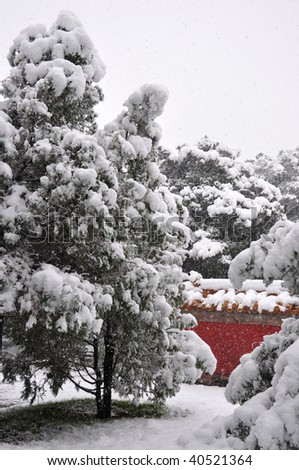 red wall and tree in snow