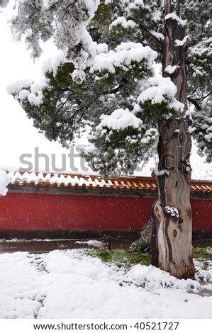 red wall and old tree