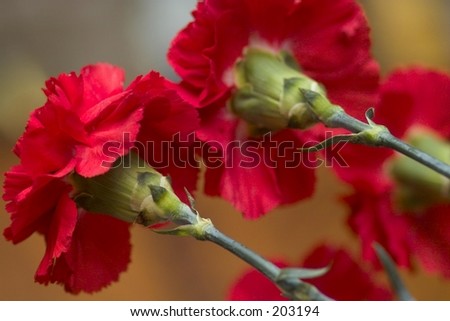 Red Carnation (Dianthus caryophyllus) - a traditional funeral flower in France