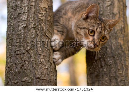 Scared cat on a tree