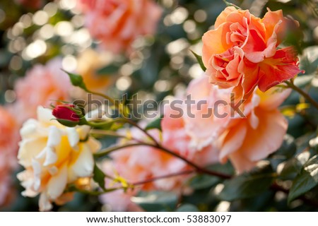 Royal Sunset Climbing Rose