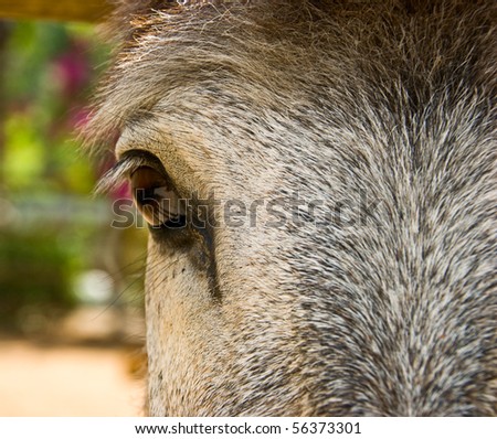 Funny loooking donkey looking fopr food