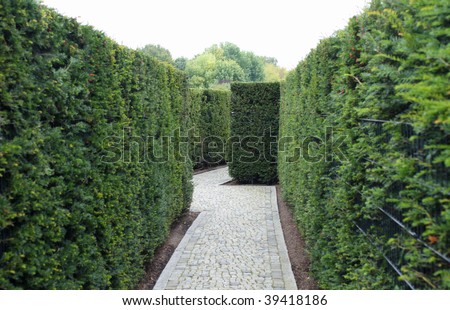 Green Maze