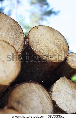 pile of logs in the forrest