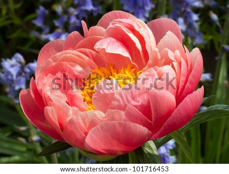 Large pink peony with bright yellow center backed by blue flowers and greenery