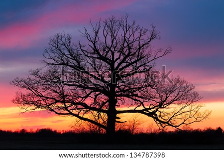 A giant tree with no leaves stands in a field silhouetted by a dramatic and colorful sunset sky.