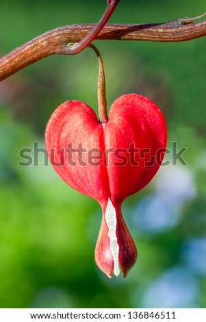 A vivid red bleeding heart flower in the spring perennial garden.