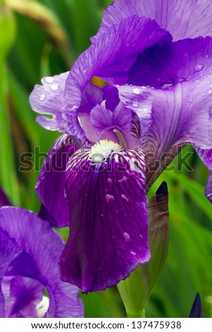 Beautiful two-toned purple bearded iris flower wet with water drops from a spring rain.