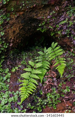 Ferns from a a crevice in a wet cliff wall with liverwort plants in Ohio\'s Hocking Hills State Park.