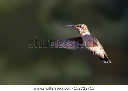 A female ruby-throated hummingbird hovers in flight.
